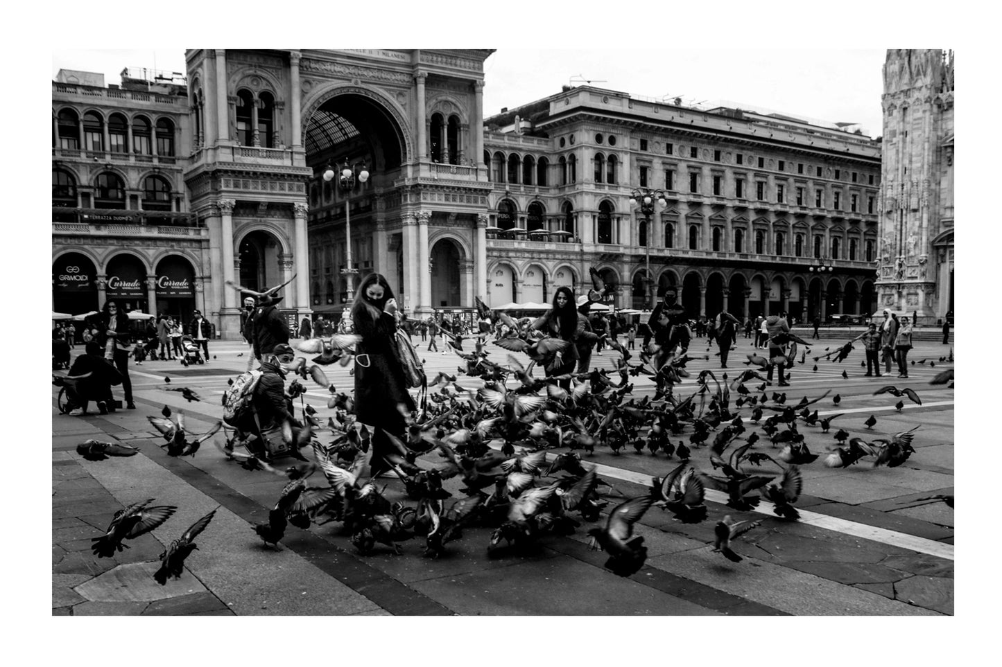 City of Milan - Pigeons